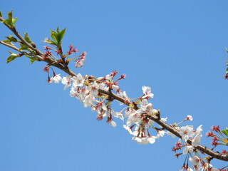 日本の花・桜