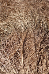 一面の枯れ草
