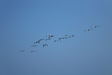 Flock of seagulls flying on the blue sky.