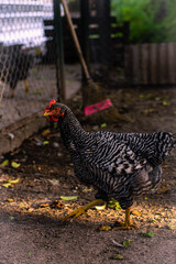 Plymouth Rock hen in farm Cordoba Argentina