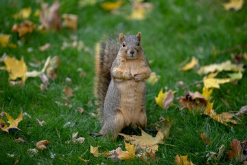 A fox squirrel standing among fall leaves.