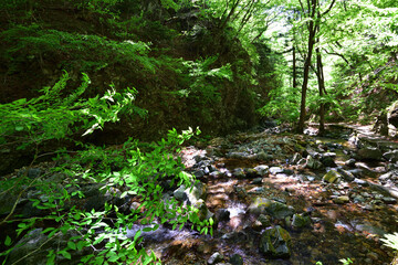 Beautiful small river in a green forest