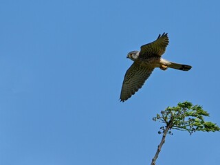 強風の中でも餌を求めて飛び回る繁殖期のチョウゲンボウ オス