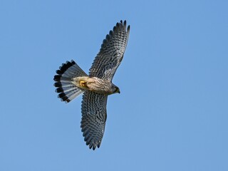 青空バックに餌を求めて旋回する繁殖期のチョウゲンボウ オス