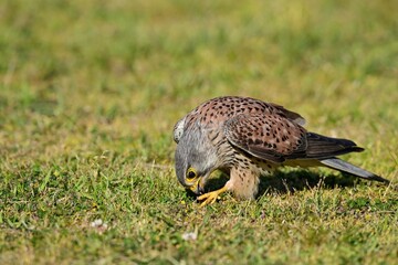 つかまえた餌を芝生の上で食べる繁殖期のチョウゲンボウ オス