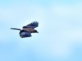 青空バックにさっそうと飛ぶカケス