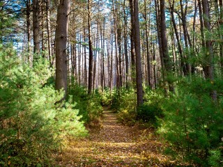 Obraz premium Cook Forest State Park in the fall near Clarion Pennsylvania with the baby pine trees and fallen leaves and a blue sky popping through the background.