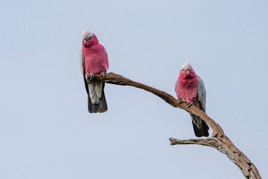 A pair of Galahs at Wondai, Queensland, Australia