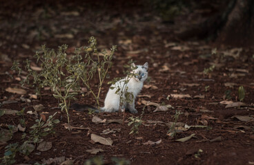 Cute cat