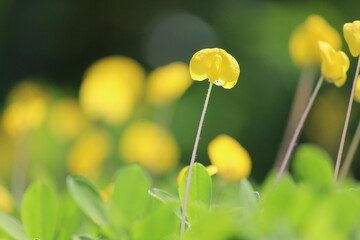 PAISAGENS CUSIOSAS