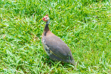 Gray helmeted guineafowl bird on the green grass. Locally called of Galinha da Angola, brazilian birds, photo taken at Minas Gerais state.