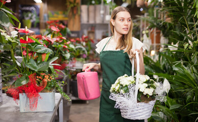 Fototapeta na wymiar Professional woman florist watering flowers from a plastic watering can in floral shop. High quality photo