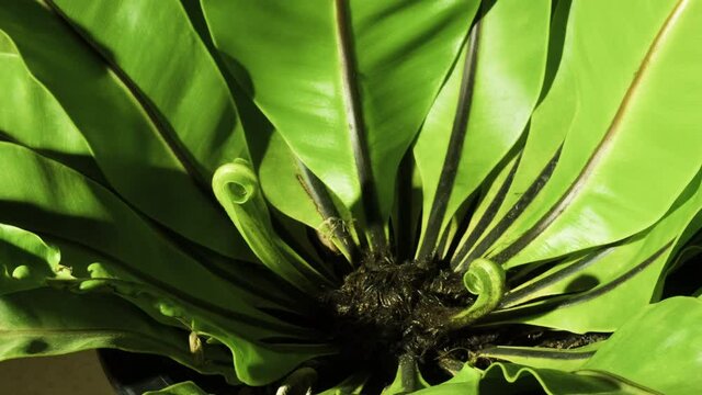 Birds nest Fern unfurling time lapse with rotational camera movement