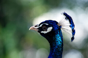 Naklejka premium Pavo