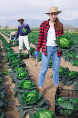 Female farmer puts cabbage in plastic box for sale in the market