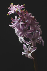 Light pink color hyacinth flower isolated on black background.  - 430284167