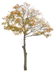 Maple tree yellow leafed, autumnal tree isolated on white background