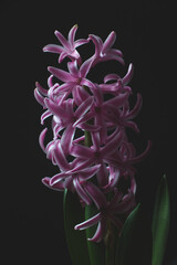Pink color hyacinth flower isolated on black background.  - 430284557