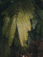 fern in the forest