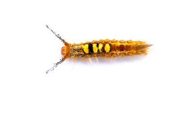 caterpillar on a white background