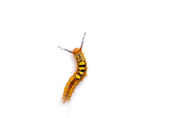 caterpillar on a white background
