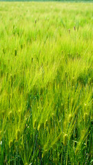 green barley field in April