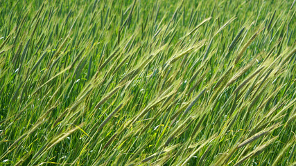 Green wheat field in the spring