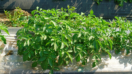 green potatoes on farmland in April