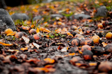 macro nature