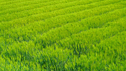 Obraz premium Spring barley growing in the field.