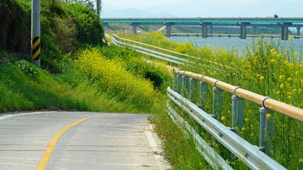 Fototapeta premium rape flowers on both sides of the road