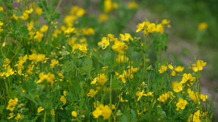 Obraz premium yellow greater celandine on the street