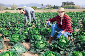 Woman gardener during harvesting of green cabbage on plantation