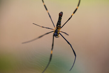 spider on the web