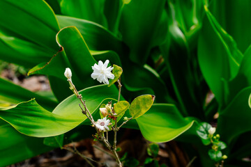 Obraz premium Jasmine white flower bush blossoms at spring