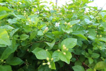 Selective focus jasmine flower bud on green leaf background.