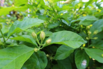 Obraz premium Selective focus jasmine flower bud on green leaf background.