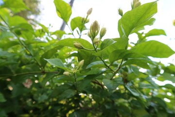Fototapeta na wymiar Selective focus jasmine flower bud on green leaf background.