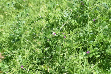 Narrow leaved vetch. Fabaceae grass.