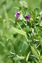 Narrow leaved vetch. Fabaceae grass.