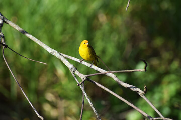 yellow bird on a branch