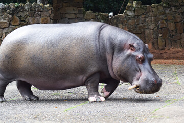 hippopotamus in zoo