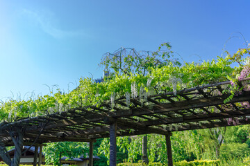 東京ミッドタウン　白い藤棚