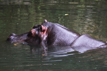 Fototapeta premium hippopotamus in water