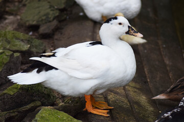 white duck in the water