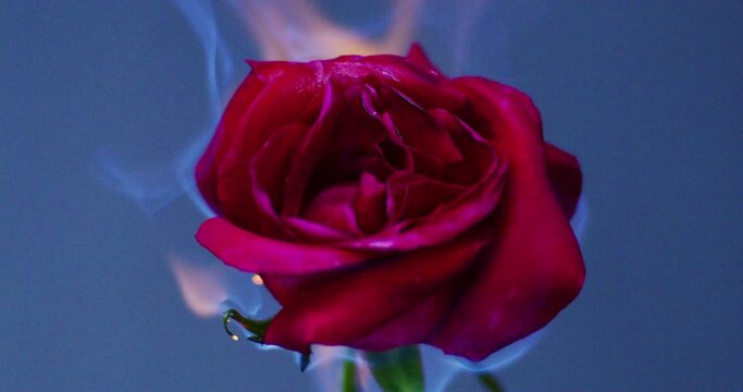 Slow Motion 120 fps Shot of a Red Rose Burning in Kuala Lumpur, Malaysia 