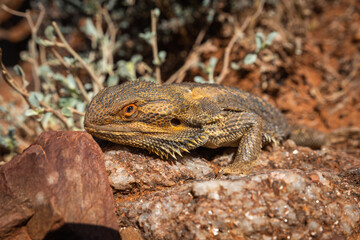 Close Up of Australian Bearded Dragon lizard Pogona on the rock in natural wildlife habitat