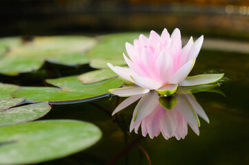 Pink Water Lily