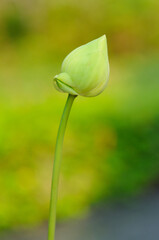 A Lotus Bud in the Morning Sun