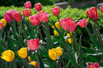 Colorful Tulips on a sunny day in Spring
